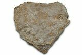 Fossil Dinosaur Bone Section - Wyoming #331062-1